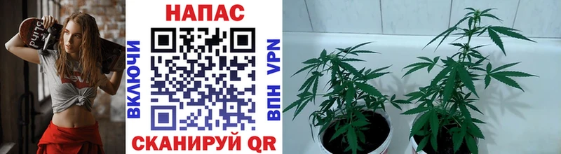 Марихуана SATIVA & INDICA  закладка  kraken как войти  Курчатов 